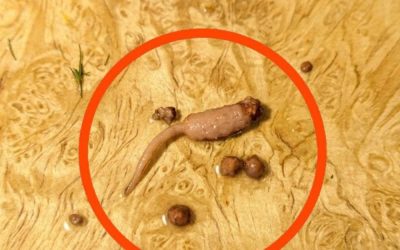 What That Strange Stringy Piece in Your Ground Beef Really Is: A Calm, Helpful Guide for Home Cooks