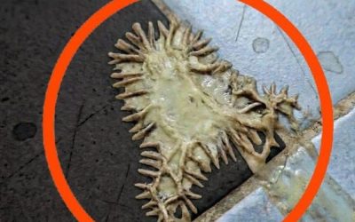 We Found a Mysterious Substance on the Bathroom Floor and Spent an Hour Trying to Identify It. Here Is What It Turned Out to Be