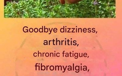 This is a true as it treats arthritis, lupus, dizziness, thyroid problems and chronic fatigue